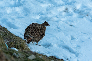 A beautiful himalayan Monal forging on the ground underneath snow on the mountain of Tunganath in Chopta, Uttarakhand 