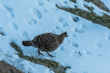 A beautiful himalayan Monal forging on the ground underneath snow on the mountain of Tunganath in Chopta, Uttarakhand 