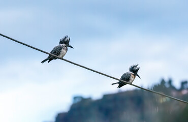 A crested kingfisher perched on top of a boulder in the river bank on the outskirts of Sattal town in Uttarakhand 