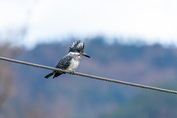 A crested kingfisher perched on top of a boulder in the river bank on the outskirts of Sattal town in Uttarakhand 