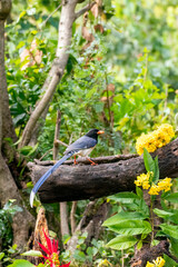 A yellow-billed blue magpie perched on top of a tree in the outskirts of Sattal city of Uttarakhand