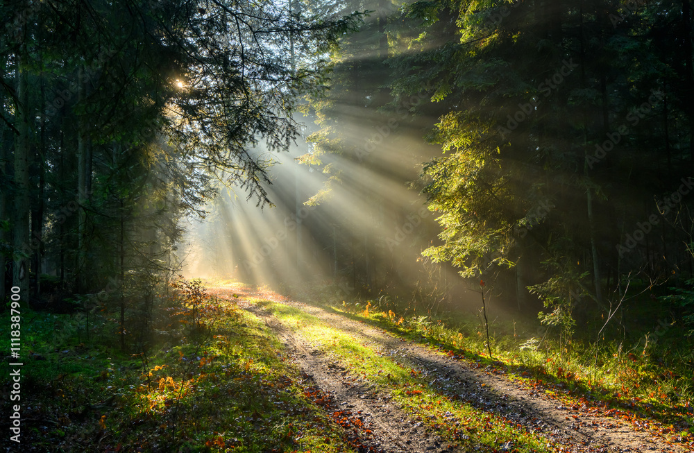 Wall mural Beautiful sunny morning in green forest