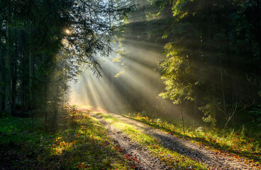 Beautiful sunny morning in green forest
