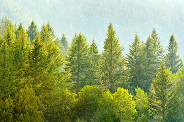 Pine Forest During Rainstorm Lush Trees in Outdoor Forrest in Mountains Healthy Environment