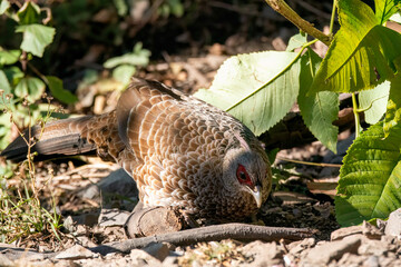 A family of Kalij pheasant feeds on seeds in a bird hide on the foothills of Sattal, Uttarakhand 