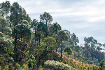 A beautiful view of tree line on the mountains of Sattal in Uttarakhand 