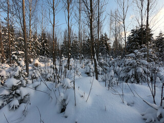Snow covered forest at sunset