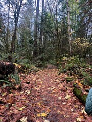 A beautiful scenic view from a hiking trail with colorful fall leaves on a rainy autumn day in Seattle, Washington, Pacific Northwest, United States