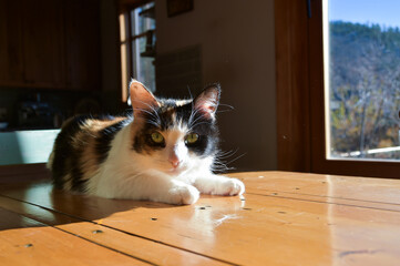 Orange, Black and White Calico Cat laying in the sunshine on a sunny fall day in Colorado, United States
