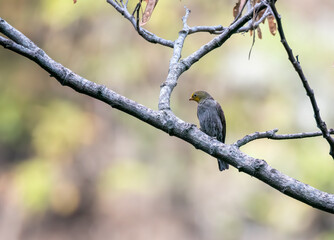 A yellow-rumped honeyguide perched on top of a tree branch on the outskirts of Rudraprayag, Uttarakhand
