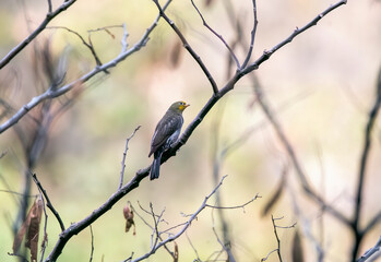 A yellow-rumped honeyguide perched on top of a tree branch on the outskirts of Rudraprayag, Uttarakhand