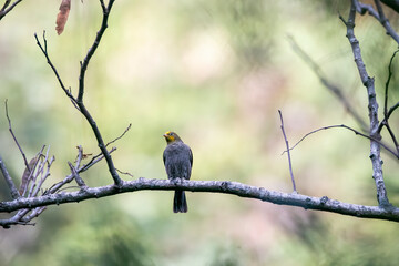 A yellow-rumped honeyguide perched on top of a tree branch on the outskirts of Rudraprayag, Uttarakhand