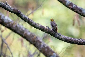 A yellow-rumped honeyguide perched on top of a tree branch on the outskirts of Rudraprayag, Uttarakhand