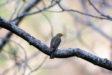 A yellow-rumped honeyguide perched on top of a tree branch on the outskirts of Rudraprayag, Uttarakhand