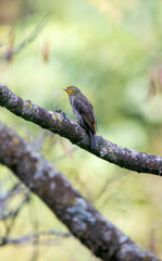 A yellow-rumped honeyguide perched on top of a tree branch on the outskirts of Rudraprayag, Uttarakhand