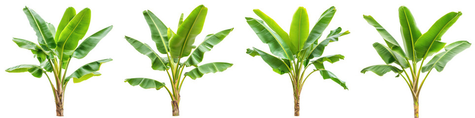 Obraz premium Lush green banana plants tropical foliage isolated transparent background