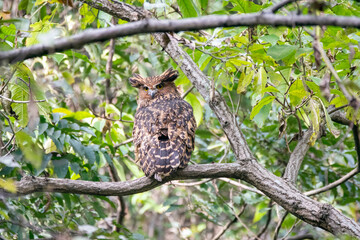 A Tawny fish owl perched on top of a tree in the outskirts of Nainital town in Uttarakhand