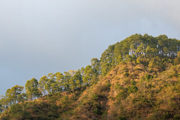 A beautiful view of tree line on the mountains of Sattal in Uttarakhand 