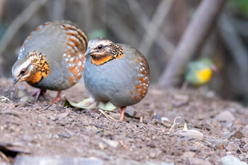 A Rufous throated partridge feeding on seeds on the edge of a bushes on the outskirts of Sattal town in Uttarakhand