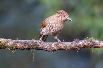 A Striated laughingthrush perched on top of a tree branch on the outskirts of sattal town in Uttarakhand