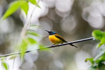 A green-tailed sunbird perched on a branch in the outskirts of Sattal in Uttarakhand