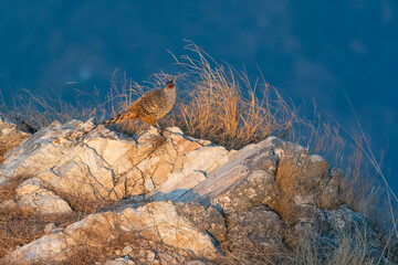 A cheer pheasant standing on top of a boulder on top of a mountain on the outskirts of Rudraprayag, Uttarakhand 