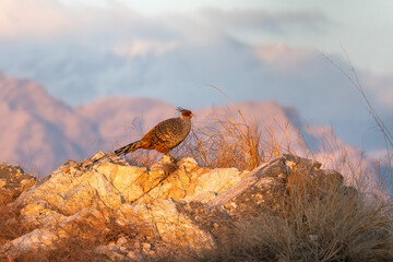A cheer pheasant standing on top of a boulder on top of a mountain on the outskirts of Rudraprayag, Uttarakhand 