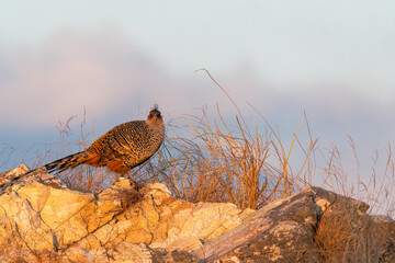 A cheer pheasant standing on top of a boulder on top of a mountain on the outskirts of Rudraprayag, Uttarakhand 