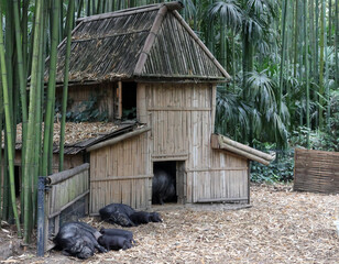 &eacute;levage de cochon noir