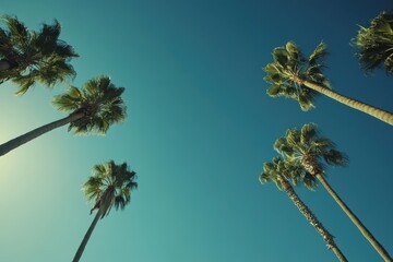 View of tall palm trees against a clear blue sky, evoking a tropical atmosphere.