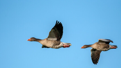 Zwei Graugänse fliegen hintereinander