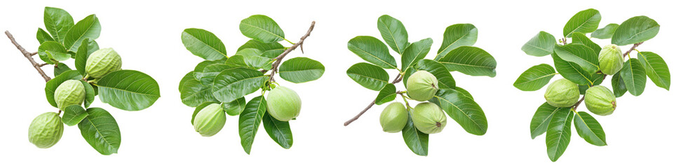 Lush green guava branches with ripe fruit isolated transparent background