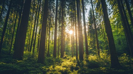 Sunlit Forest Trees Canopy Lush Green Nature