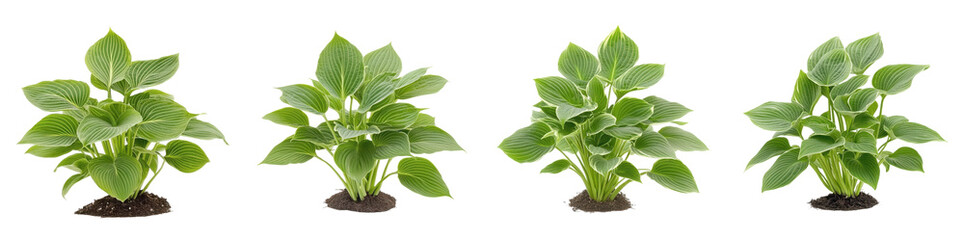 Lush Green Hosta Plants Garden Foliage Spring Growth Nature