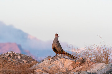 A cheer pheasant standing on top of a boulder on top of a mountain on the outskirts of Rudraprayag, Uttarakhand 