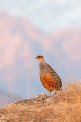 A cheer pheasant standing on top of a boulder on top of a mountain on the outskirts of Rudraprayag, Uttarakhand 