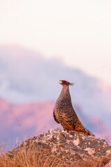 A cheer pheasant standing on top of a boulder on top of a mountain on the outskirts of Rudraprayag, Uttarakhand 