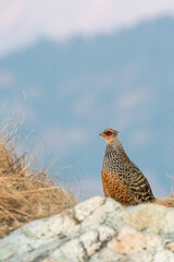 A cheer pheasant standing on top of a boulder on top of a mountain on the outskirts of Rudraprayag, Uttarakhand 