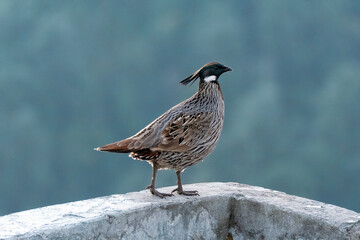 A Koklass pheasant forging on ground next to a temple on the outskirts of Rudraprayag, Uttarakhand 