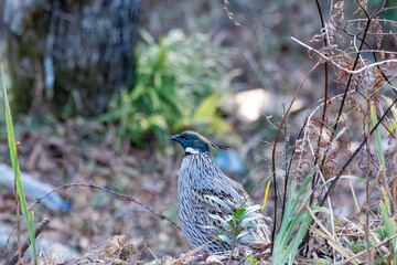 A Koklass pheasant forging on ground next to a temple on the outskirts of Rudraprayag, Uttarakhand 