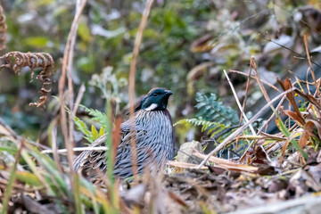 A Koklass pheasant forging on ground next to a temple on the outskirts of Rudraprayag, Uttarakhand 