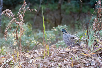 A Koklass pheasant forging on ground next to a temple on the outskirts of Rudraprayag, Uttarakhand 