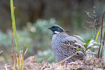 A Koklass pheasant forging on ground next to a temple on the outskirts of Rudraprayag, Uttarakhand 