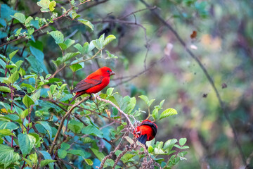 A scarlet finch perched on a bush in the mountains of chopta in Uttarakhand, India