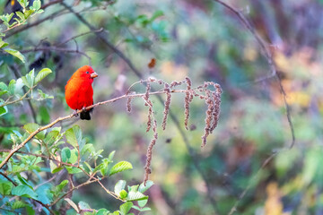 A scarlet finch perched on a bush in the mountains of chopta in Uttarakhand, India
