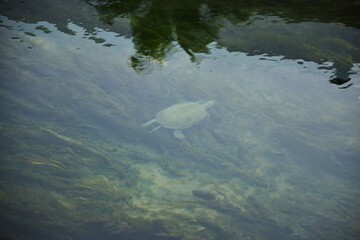 A wild turtle in clear river water. Animals of the subtropics