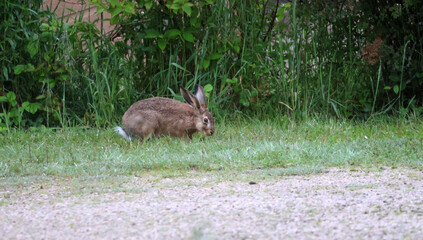 un lièvre à l arrêt © helenedevun