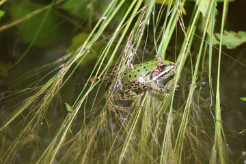 un crapaud émergeant de l eau