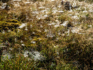 Dew covered spider's webs on wild grass