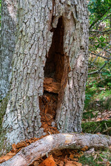 Ausgehöhlter morscher Baum